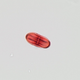 Pollen from the Umbellifers family, which includes parsley, carrot, fennel, dill, and parsnip.